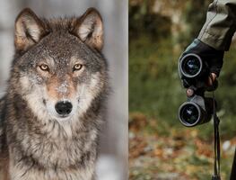 Cazador mata a lobo después hacerlo desfilar en un bar en Estados Unidos; video causa indignación