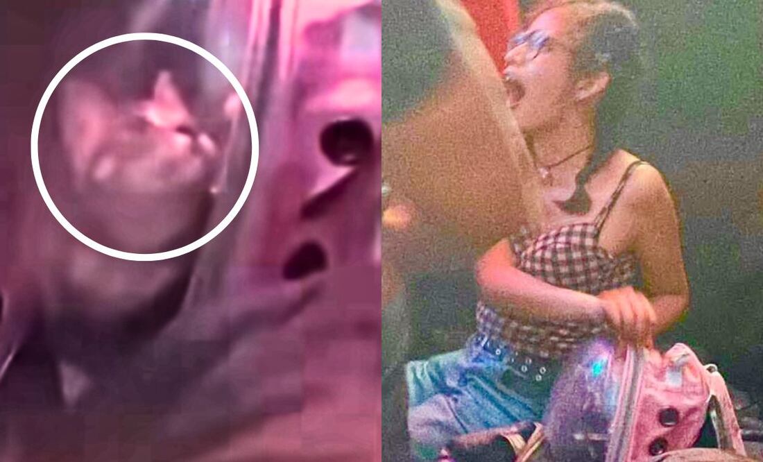 ¡Indignante! Joven lleva un gatito de antro y lo somete a altos niveles de estrés | Imágenes: video Facebook Mundo Patitas