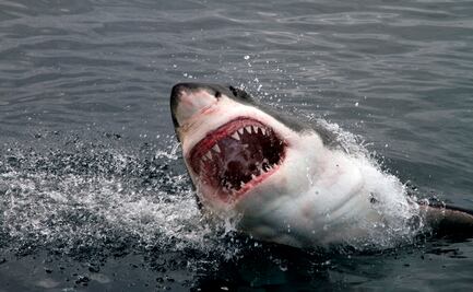 Muere una turista estadounidense atacada por un tiburón en una playa de Bahamas