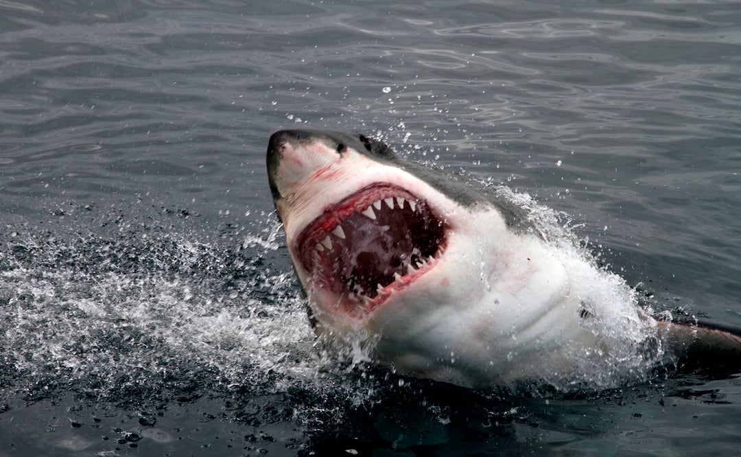 Muere turista de 26 años por ataque de tiburón en playas de Jalisco. Foto: iStock-Pieter De Pauw