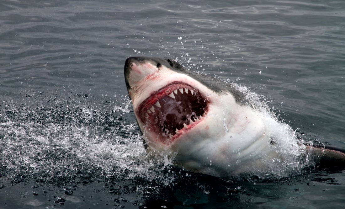 Muere turista de 26 años por ataque de tiburón en playas de Jalisco. Foto:  iStock-Pieter De Pauw