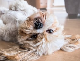 Las razas de perros más leales que siempre estarán a tu lado