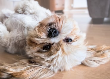 Las razas de perros más leales que siempre estarán a tu lado