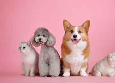 ¿Cómo proteger a las mascotas durante el brote de coronavirus?