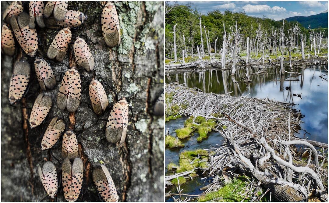 El planeta Tierra está perdiendo la guerra contra las especies invasoras. Foto: iSTOCK-arlutz73-Gustavo Enrique Cortez