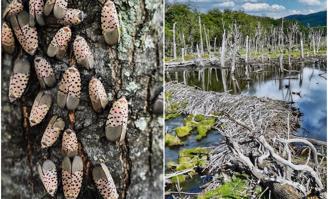El planeta Tierra está perdiendo la guerra contra las especies invasoras. Foto: iSTOCK-arlutz73-Gustavo Enrique Cortez