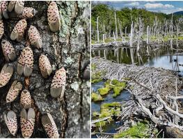 El planeta Tierra está perdiendo la guerra contra las especies invasoras