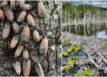 El planeta Tierra está perdiendo la guerra contra las especies invasoras