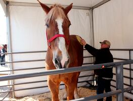 Muere el caballo más alto del mundo en Wisconsin