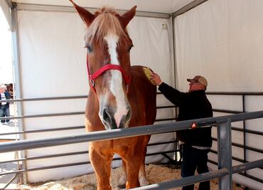 Muere el caballo más alto del mundo en Wisconsin
