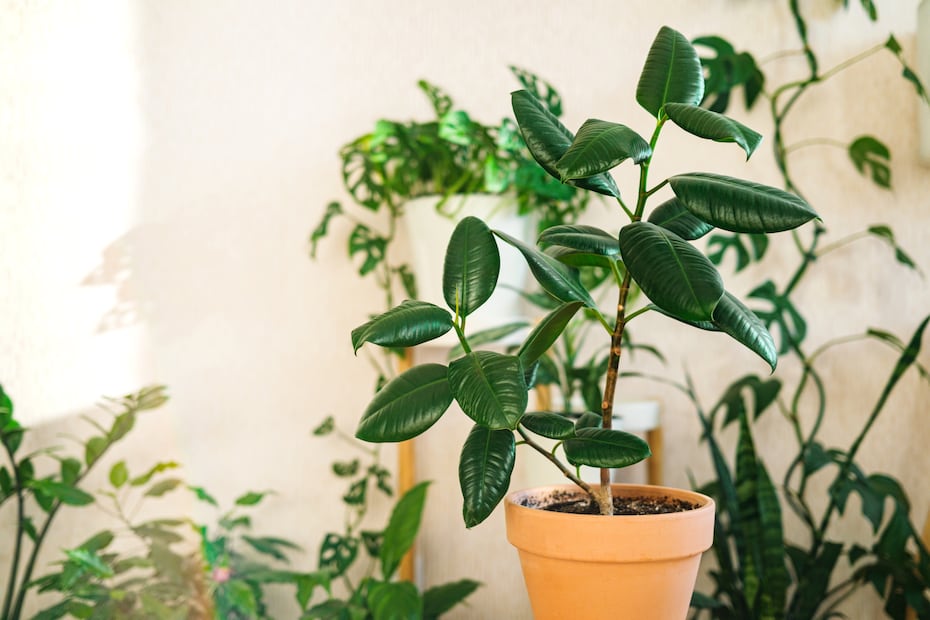 Estas 7 plantas ayudarán a mantener fresca tu casa durante estas olas de calor. Foto: iSTOCK-Kseniia Soloveva