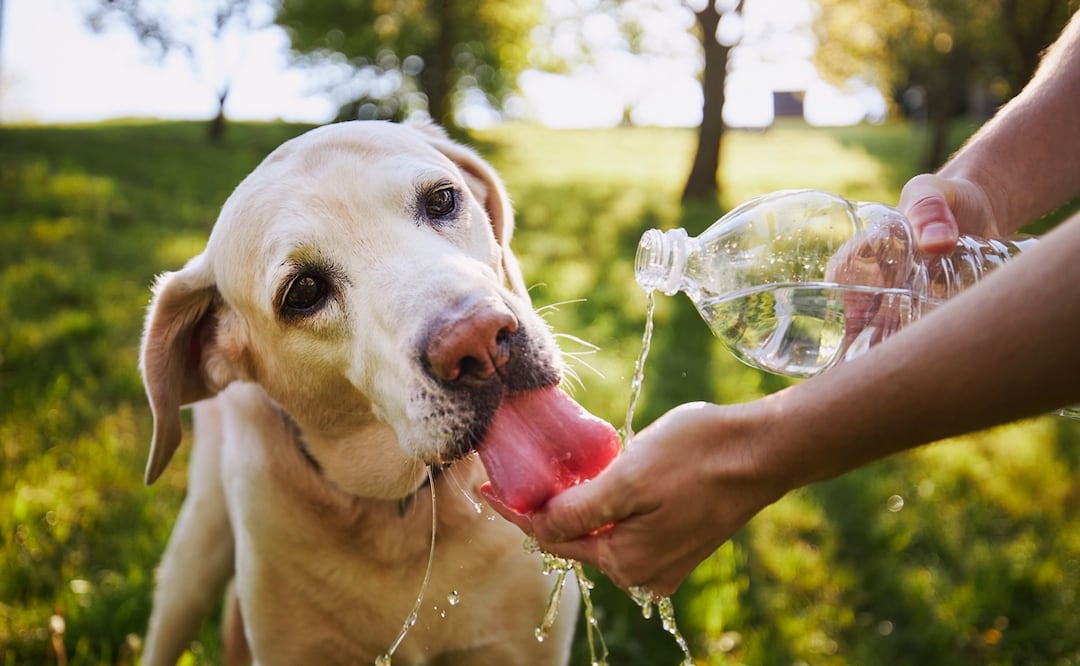 ¡Cuídalos! Sigue estas recomendaciones para proteger a tu perro de las olas de calor. Foto:  iStock-Chalabala