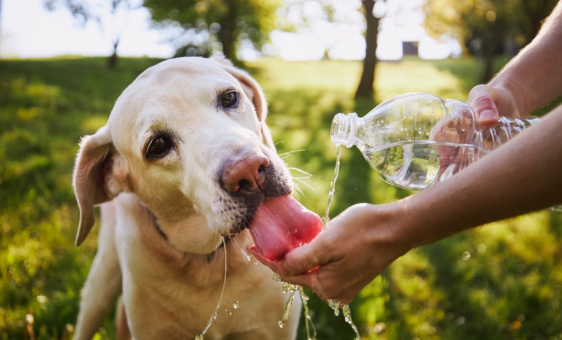 ¡Cuídalos! Sigue estas recomendaciones para proteger a tu perro de las olas de calor. Foto: iStock-Chalabala