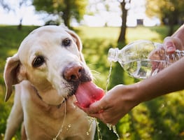 ¡Cuídalos! Sigue estas recomendaciones para proteger a tu perro de las olas de calor