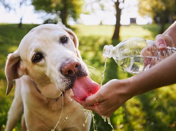 ¡Cuídalos! Sigue estas recomendaciones para proteger a tu perro de las olas de calor