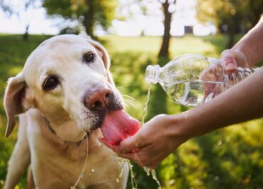 ¡Cuídalos! Sigue estas recomendaciones para proteger a tu perro de las olas de calor