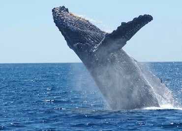 Bote choca con ballena y tres personas resultan heridas en Alaska