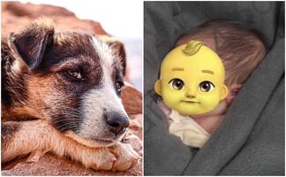 VIRAL. Perro callejero salva a bebé que abandonaron dentro de una bolsa de basura