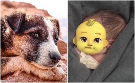 VIRAL. Perro callejero salva a bebé que abandonaron dentro de una bolsa de basura