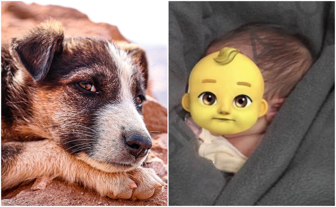 Perro rescata a bebe de basurero. Foto: Pixabay / Tomada de video