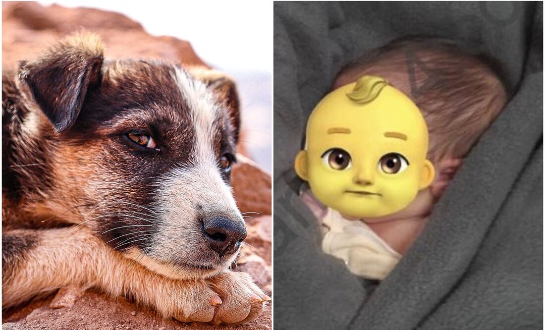 Perro rescata a bebe de basurero. Foto: Pixabay / Tomada de video