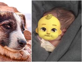 VIRAL. Perro callejero salva a bebé que abandonaron dentro de una bolsa de basura