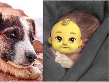 VIRAL. Perro callejero salva a bebé que abandonaron dentro de una bolsa de basura