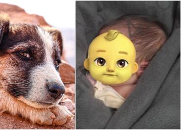 VIRAL. Perro callejero salva a bebé que abandonaron dentro de una bolsa de basura