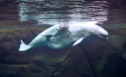 Nace cría de ballena beluga en acuario de Georgia  