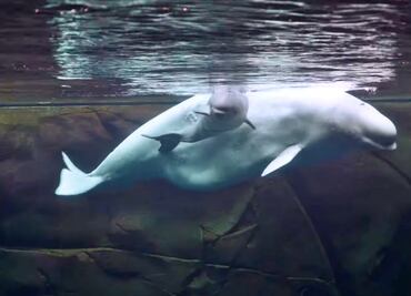 Nace cría de ballena beluga en acuario de Georgia