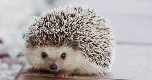 Advierten riesgo de salmonela en EU por besar a erizos 