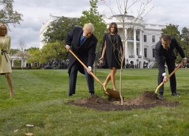 Esto le pasó al árbol que Trump y Macron plantaron como señal de amistad