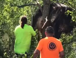Video. Rescatan a vaca atrapada entre ramas de árbol en Louisiana