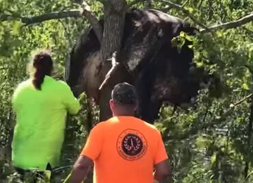 Video. Rescatan a vaca atrapada entre ramas de árbol en Louisiana