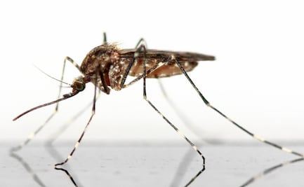 Florida liberará 750 millones de mosquitos genéticamente modificados