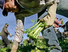 10 compañías que contratan más trabajadores agrícolas en Estados Unidos