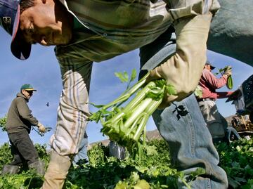 10 compañías que contratan más trabajadores agrícolas en Estados Unidos