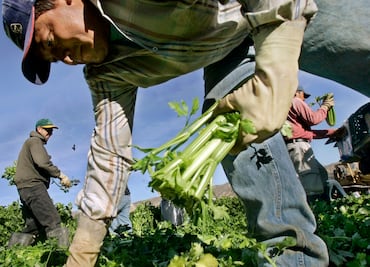 10 compañías que contratan más trabajadores agrícolas en Estados Unidos