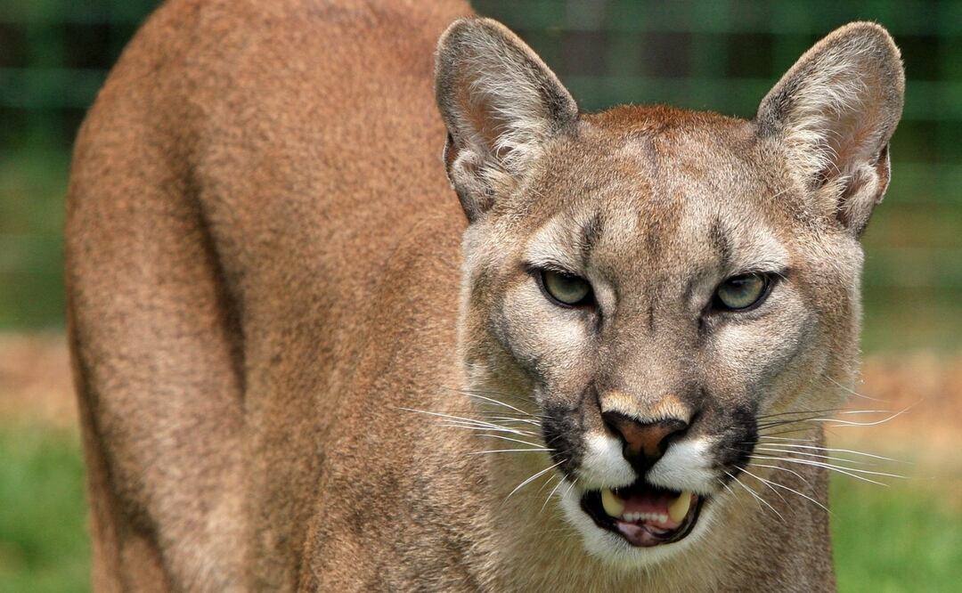 El puma dejó a la niña gracias a que su mamá gritó. Foto: Pixabay