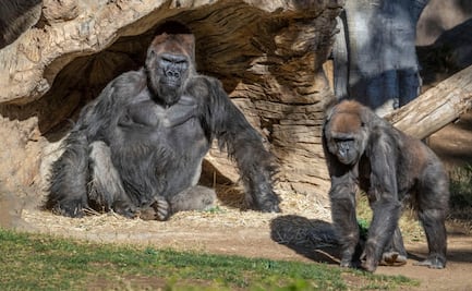 Gorilas de zoológico en California dan positivo a Covid-19