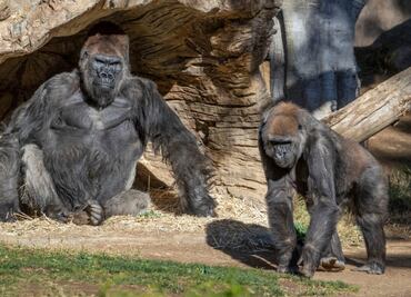 Gorilas de zoológico en California dan positivo a Covid-19