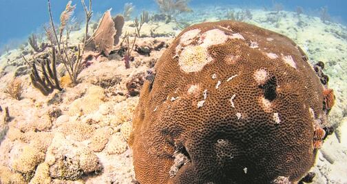 Prohíben ciertos protectores solares en Islas Vírgenes por daño a arrecifes