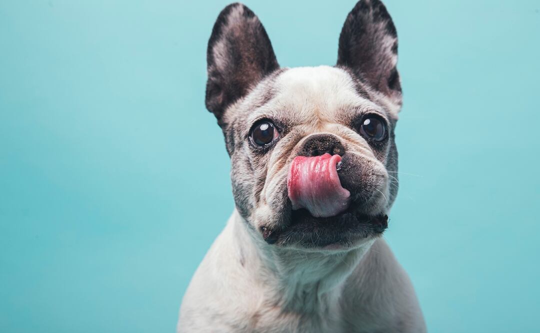 Datos curiosos de los bulldog franceses. Foto: iSTOCK/Jordi Calvera Solé