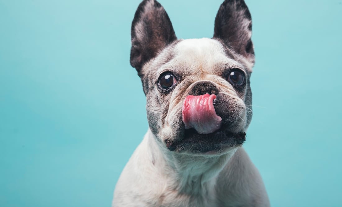 Datos curiosos de los bulldog franceses. Foto: iSTOCK/Jordi Calvera Solé