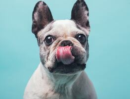 Datos curiosos que no sabías del bulldog francés, la segunda raza más popular del mundo