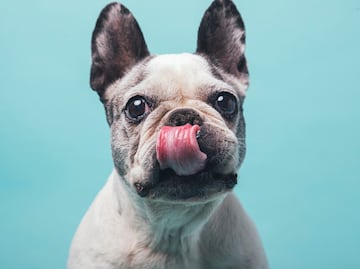 Datos curiosos que no sabías del bulldog francés, la segunda raza más popular del mundo