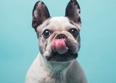 Datos curiosos que no sabías del bulldog francés, la segunda raza más popular del mundo