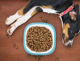 Retiran alimento para perro por altos niveles de vitamina D