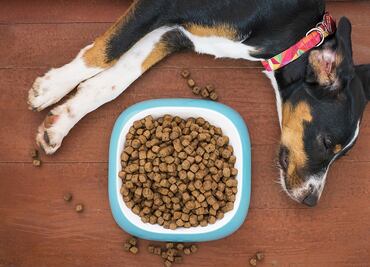 Retiran alimento para perro por altos niveles de vitamina D