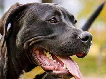 Universidad de Ohio identifica la raza de perro que más muerde a niños